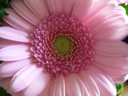 pink - flowers, gerber, pink, close up