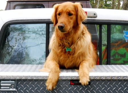 let me out - truck, jazz, dog, golden retriever