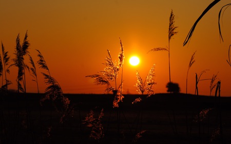 A Morning in April - fields, nature, sky, beautiful, colors, golden, clear, sunrise