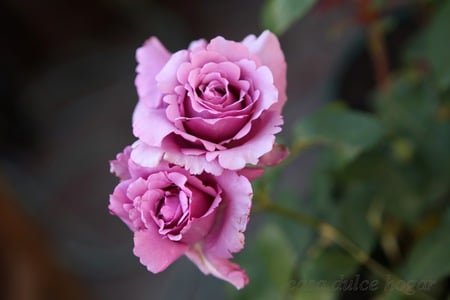 purple rose - rose, reflection, purple, beautiful