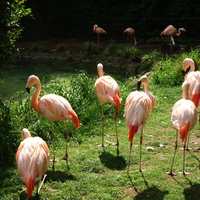 Pink Flamingos