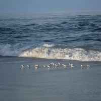 small birds in sand on beach