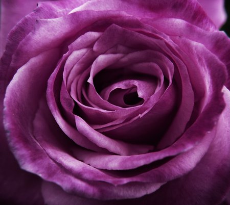 Purple rose - flower, purple, love, rose