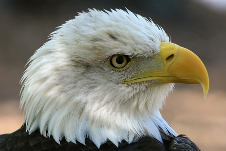 the eagle - nature, flag, eagle, animals, birb, usa