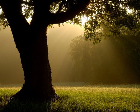 Summer Evening by maxlerrow5 - evening, tree, sunset, nature, grass