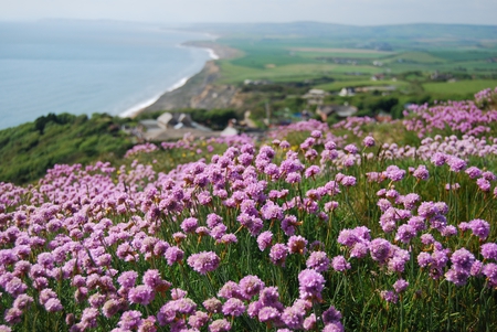 Blackgang Chine by ImJoee - purple, field, coast, flower