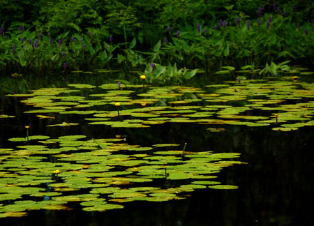 Tranquility... - vegetation, lilies, silence, waterlilies, mystic, peace, lake, grenn, water, beautiful, pond, beauty, lovely, popular, black, nature, background, lakes