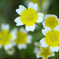 Spring flowers