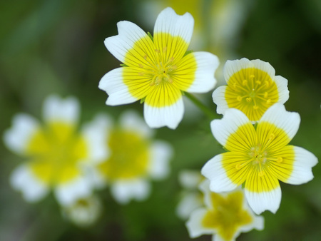 Spring flowers