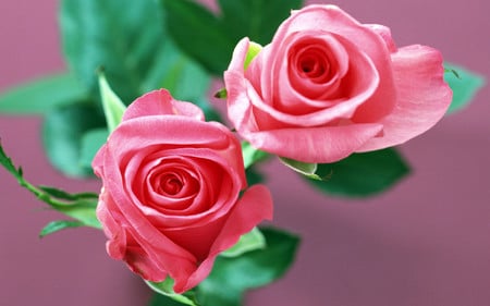 Pink roses - nature, roses, two roses, pink