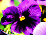 Pansies