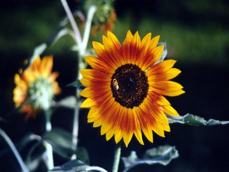 Sunflower - sunflower, yellow, flower, beautiful