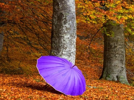 Autumn - beauty, autumn, trees, peaceful, fall, pretty, umbrella, romance, lovely, nature, autumn colors, woods, forest, romantic, beautiful, leaves, colors