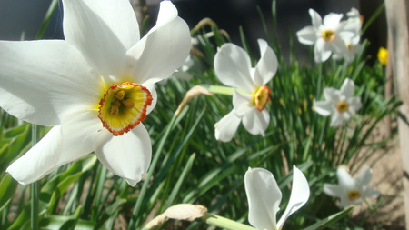 Narcissus - white, nature, white flowers, photography, beautiful, daffodils, flowers, narcissus