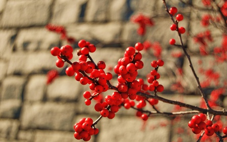 Red Fruits - red fruits, trees, nature, beautiful, red, fruits