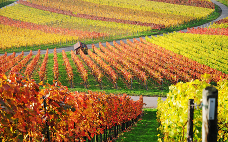 Autumn - vineyard, nature, cottage, autumn, beautiful, colorful