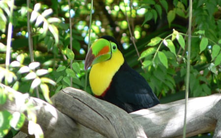 Parrot! - bird, color, parrot, nature