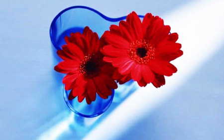 Red flowers - nature, flowers, red, vase