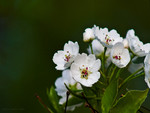 White flowers