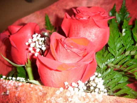 Pink roses - nature, flowers, roses, pink