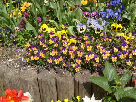 Lovely garden - beauty, popular, colorful, image, sesons, white, wood, yellow, corner, green, garden, background, lovely, pansies, nature, red, blue, charming, vegetation, flowers, colors, photo