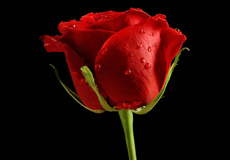 Red rose - nature, flowers, roses, red