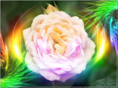 Rose - colors, roses, pink, 3d