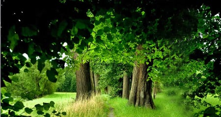 tress - green, forest, grass, trees