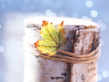 Autumn Leaf - nature, birch bark, autumn, beautiful, leaf