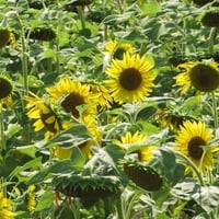 sunflowers