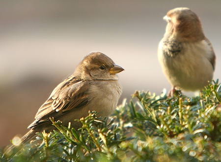 Friends - friends, sparrows, branch, pine