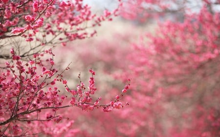 pink buds - pink, beauty, flowers, spring, buds, trees, nature