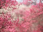 pink buds