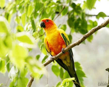 parrot - fly, bird, parrot, beautiful, feathers, yellow, wings, bright, colorful