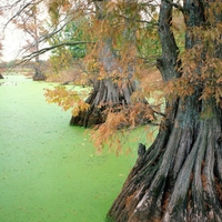 the green marsh