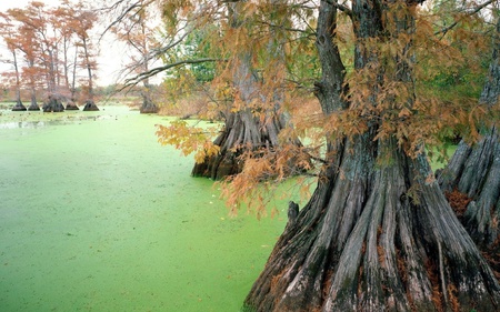 the green marsh - trees, green, photography, swamp, marsh, lake, sludge, leaves