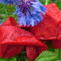 poppy flowers