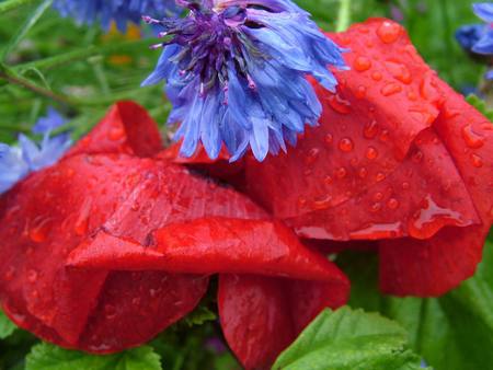 poppy flowers - red poppies, dew, corn flower, rain