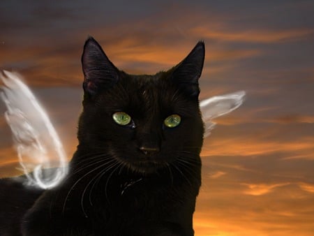 Angel Cat - black cat, sky, angel, cat, kitty, wings, black, clouds, beautiful