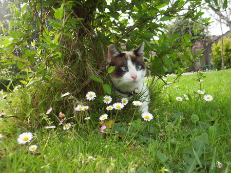 gardener - nature, flowers, garden, cat