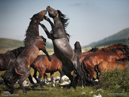 Rivals - rivals, horses, animals, mustang, black