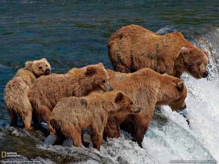 On Fishing - rivers, fishing, fish, bears, animals