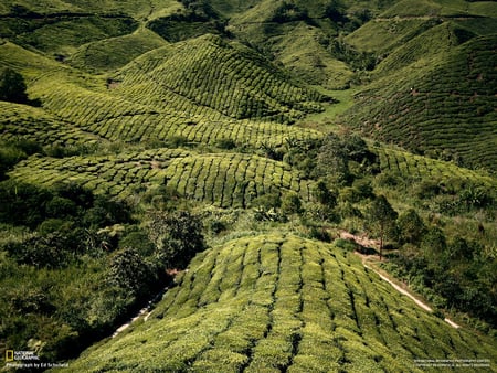 All Green - parcel, hills, crops, trees, agricultural, green