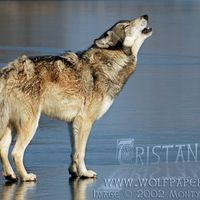 Howling Grey Wolf