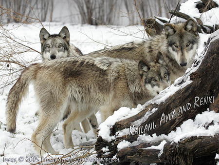 Curious Grey Wolves - grey wolves, wolf pups, snow, timber wolves, curious wolves, wolves, logs, nature, dogs, animals