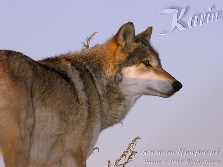 KARIN THE WOLF IN A SUNSET - grey wolf, sunset, nature, dogs, wolves in a sunset, sky, animals, wolves