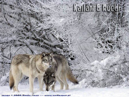 New Wolves - grey wolf, nature, dogs, snow, aniamls, new wolf, wolves