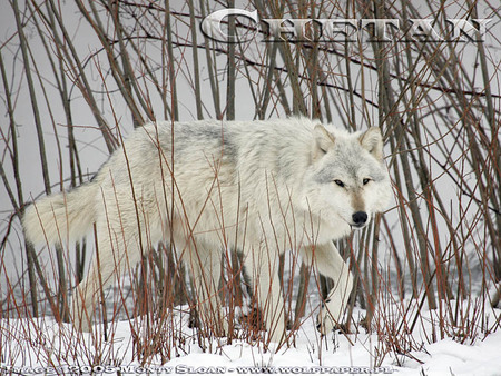 White Wolf In The Willows - pretty wolf, snow, white wolf, wolves, wolf pup, grey wolf, forests, nature, animals