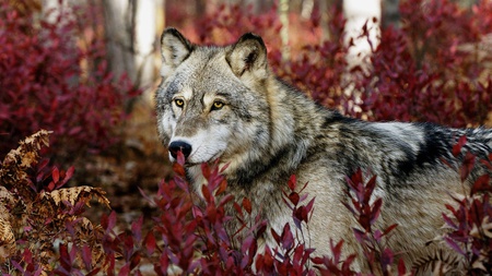 Wolf Walking in Red Leaves - wildlife, korea, forest, beautiful, not, leaves, amazing, china, wolf, red, japan, sure, hd, outdoors, canine, woods, mammal, dog