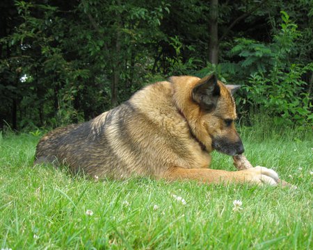 BIG DOG - dogs laying down, animals, german shepherds, dogs, grass